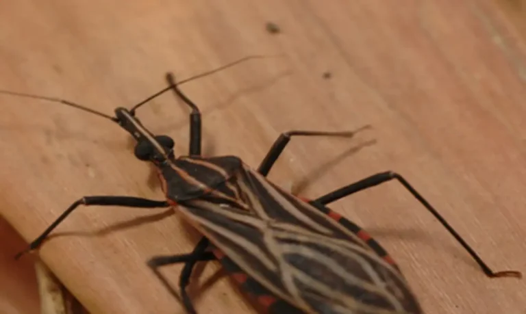Ananindeua registra surto da doença de Chagas após quatro mortes