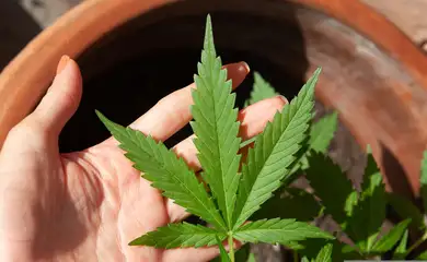 Anvisa amplia acesso e autoriza cultivo de cannabis por empresas