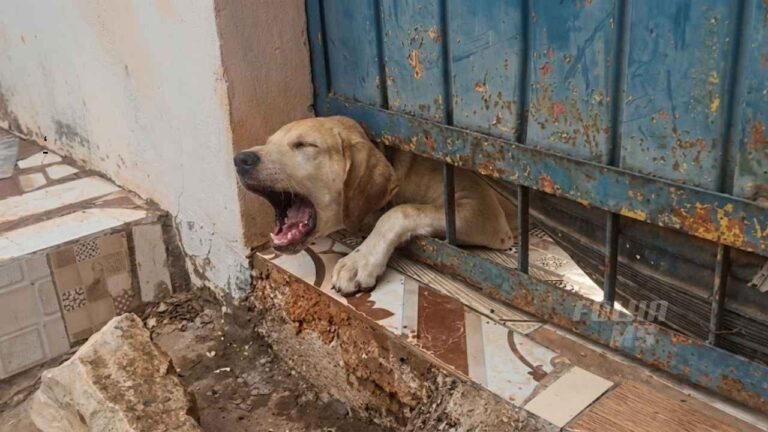 Animal foi socorrido e não apresentava ferimentos