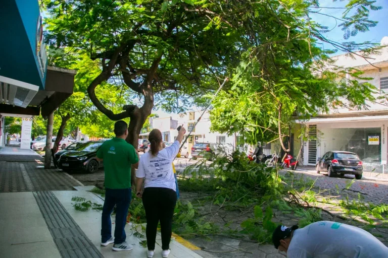 Corumbá inicia planejamento para qualificar arborização urbana