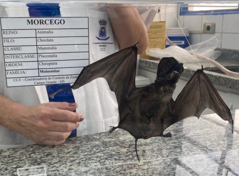 Cachorro e gato vacinados, representando a prevenção da raiva, com um morcego voando ao fundo em Campo Grande.
