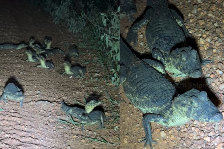 Centenas de filhotes de jacaré-do-pantanal com olhos brilhantes em uma estrada no Pantanal à noite.