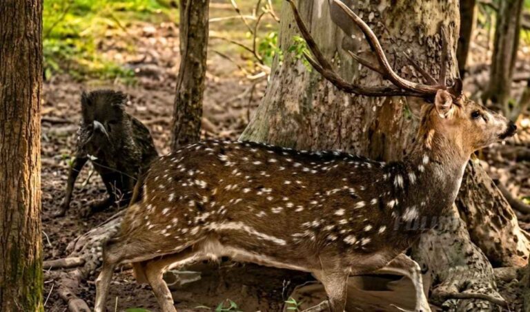 Cervo asiático invade o Pantanal e gera alerta de pesquisadores sobre riscos ao bioma