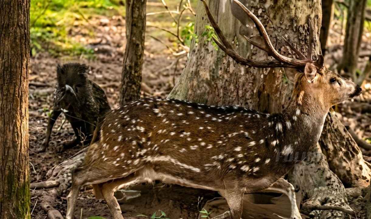 cervo indiano cervo asiático