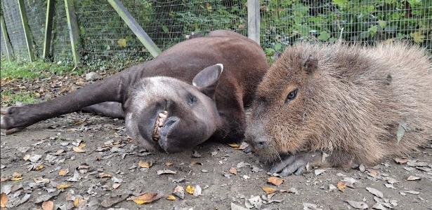 Capivara Johnson e anta brasileira Al, inseparáveis, no Newquay Zoo.