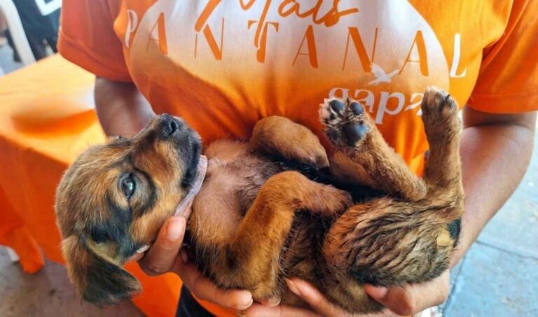 atendimento veterinário, castração gratuita, adoção de animais, Mais Pantanal GAPA, Corumbá, Ladário, animais de rua, bem-estar animal