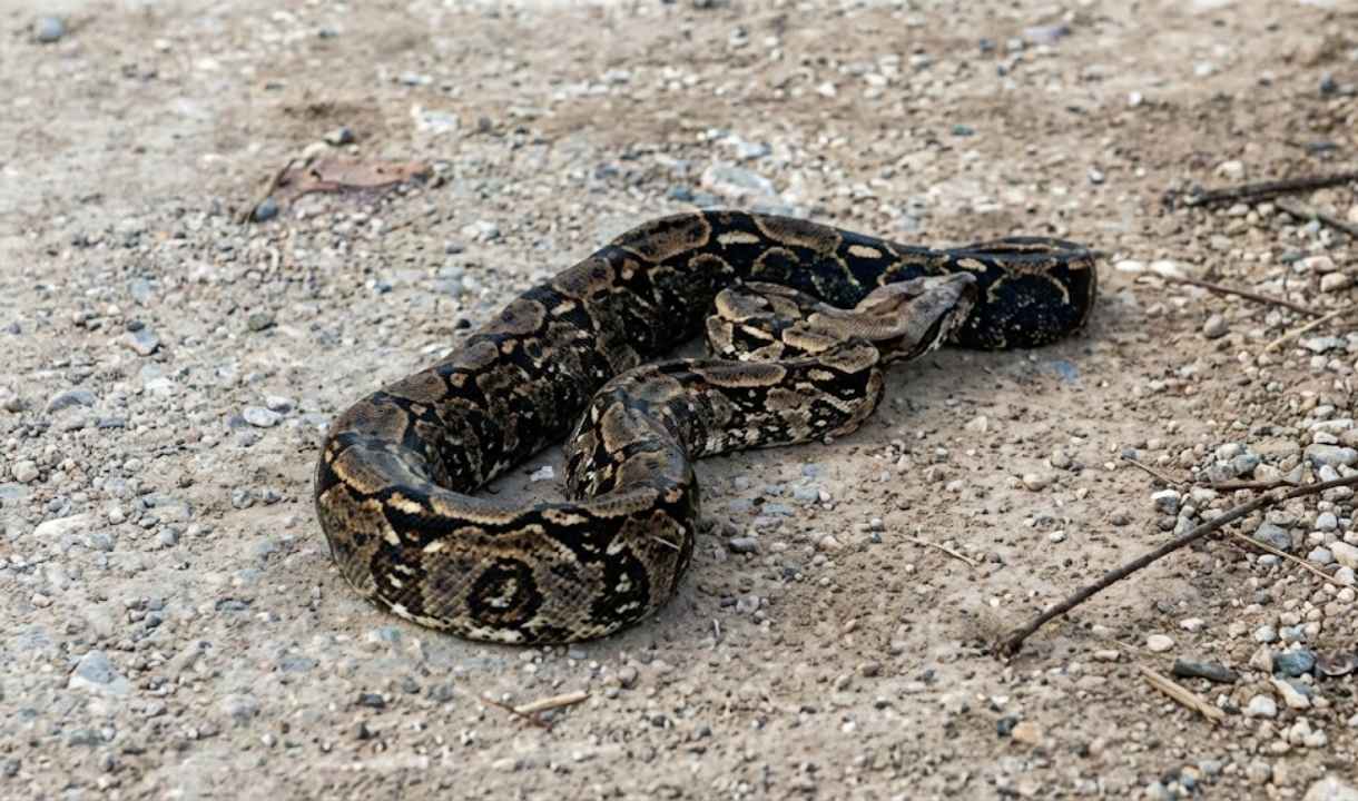 captura de jiboia em Ladário