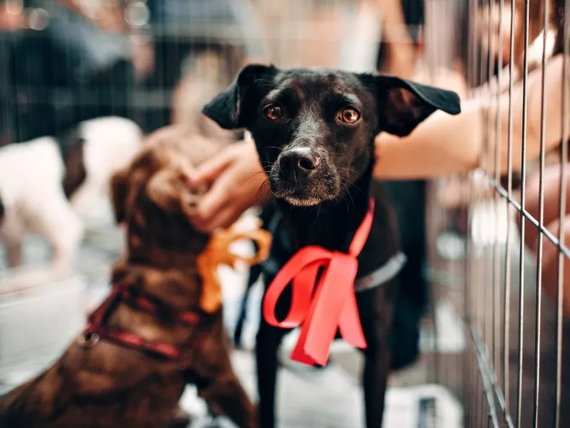 Justiça determina criação de abrigo para animais em Campo Grande