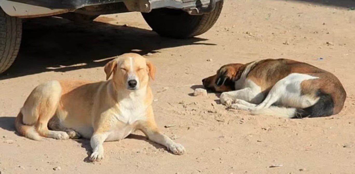 Cão de rua em cidade marroquina, simbolizando a ameaça de abate antes da Copa do Mundo 2030.