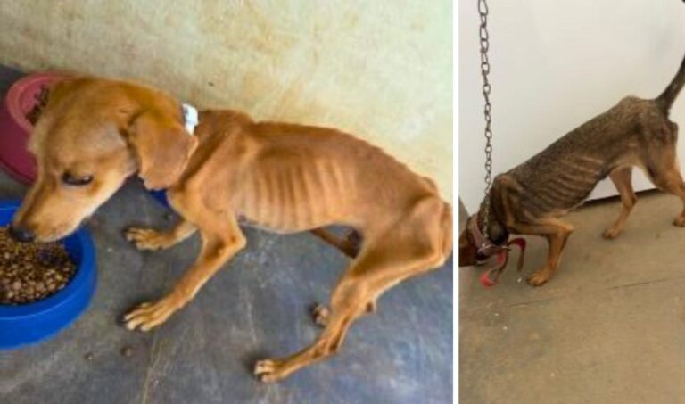 Polícia Civil prende homem por maus-tratos a animais em Anastácio