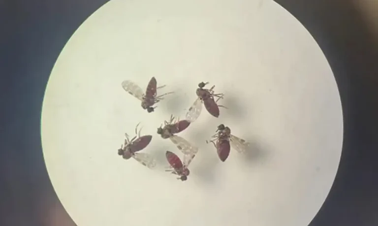 Estudo explica como febre do Oropouche difere da dengue em sinais e exames
