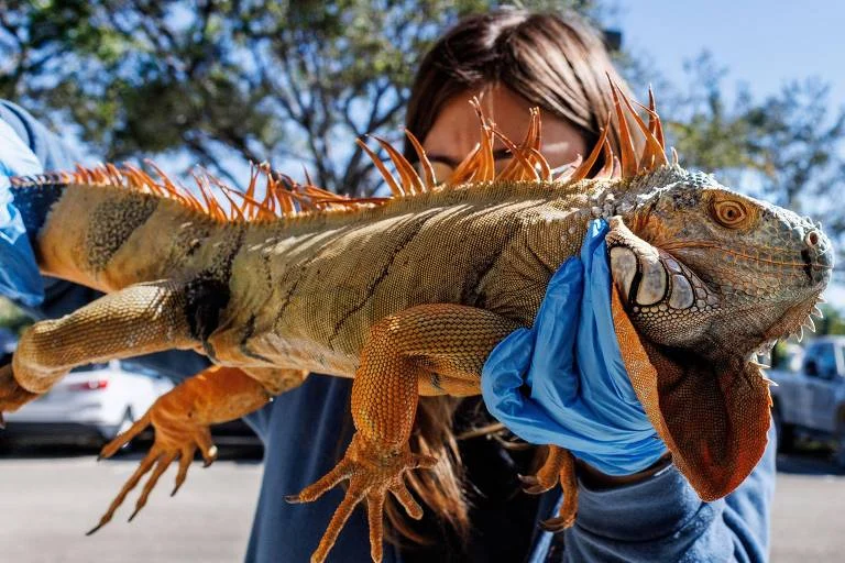 Onda de frio intenso na Flórida provoca chuva de iguanas congeladas