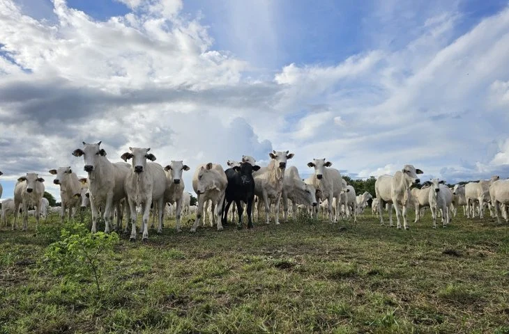 Mato Grosso do Sul avança e reduz em 52% áreas de pastagens com baixo vigor