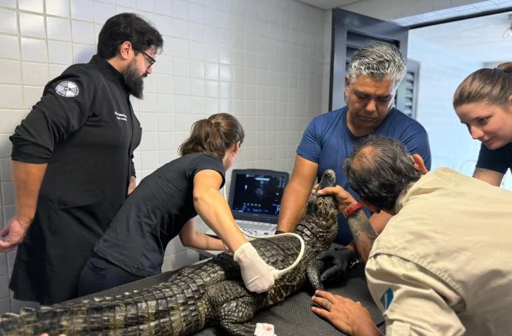 Bioparque Pantanal conclui check-up semestral de jacarés com ultrassom e biometria