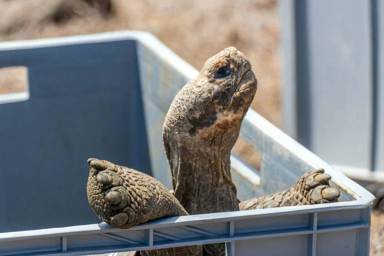 Tartarugas gigantes retornam à ilha Floreana em Galápagos após um século de extinção local