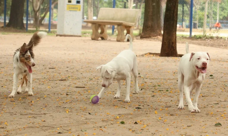 Estatuto dos Cães e Gatos prevê penas de até dez anos por maus-tratos