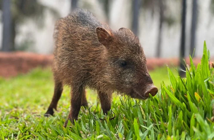 Flora é acolhida no Bioparque Pantanal e segue em novo lar por cuidados especializados