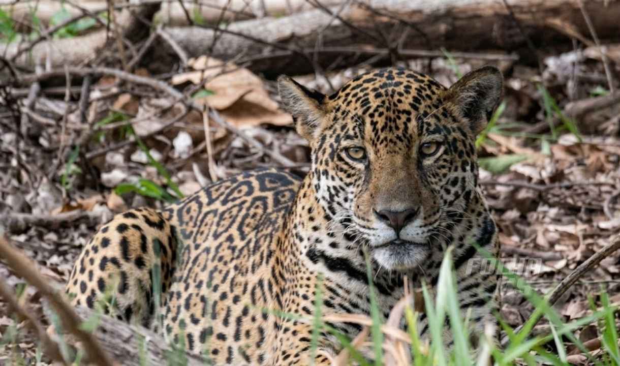 onça-pintada, Pantanal, filhotes, incêndios florestais, conservação animal, Itapira, fauna brasileira