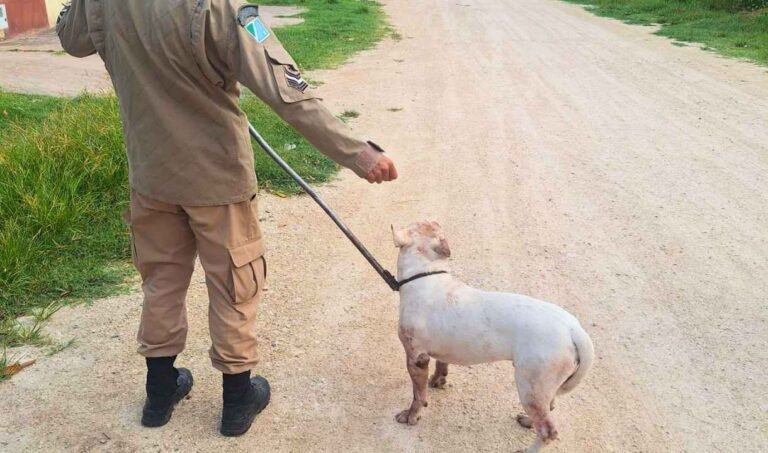 Bombeiros capturam pitbull solto em rua de Ladário