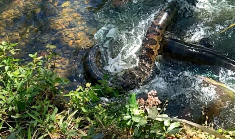 Sucuri gigante surge em córrego de Campo Grande e surpreende moradores