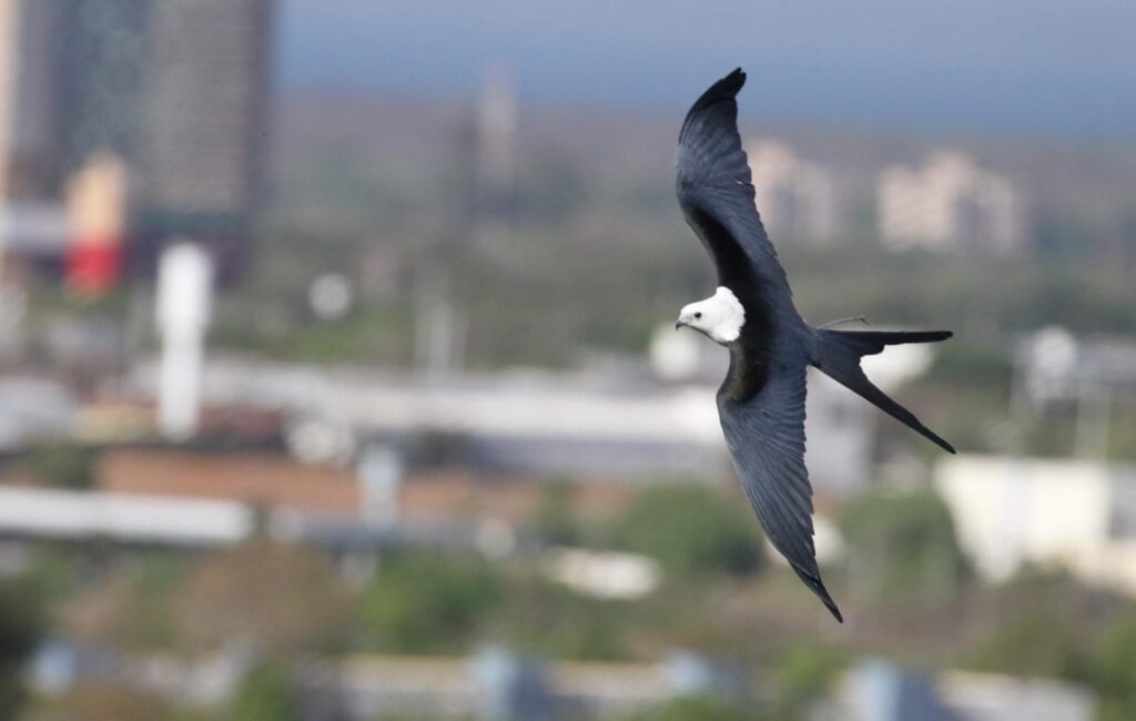 Da Reme à universidade, professora leva projeto de aves à COP15