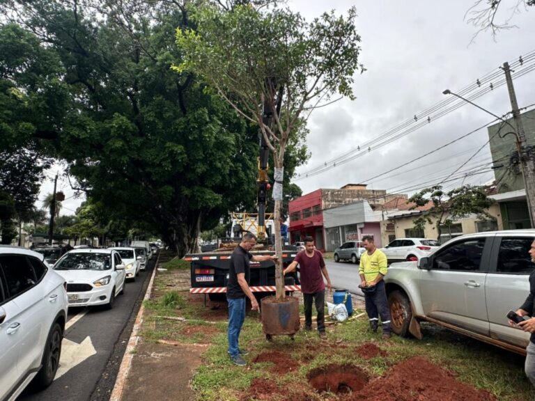 Figueiras cultivadas por 7 anos são plantadas na Avenida Mato Grosso