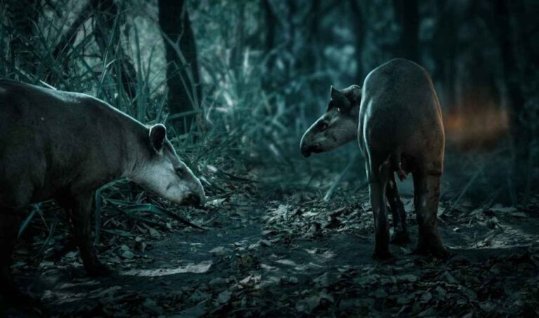 Característica genética incomum torna “Cuzinho” uma celebridade no Pantanal