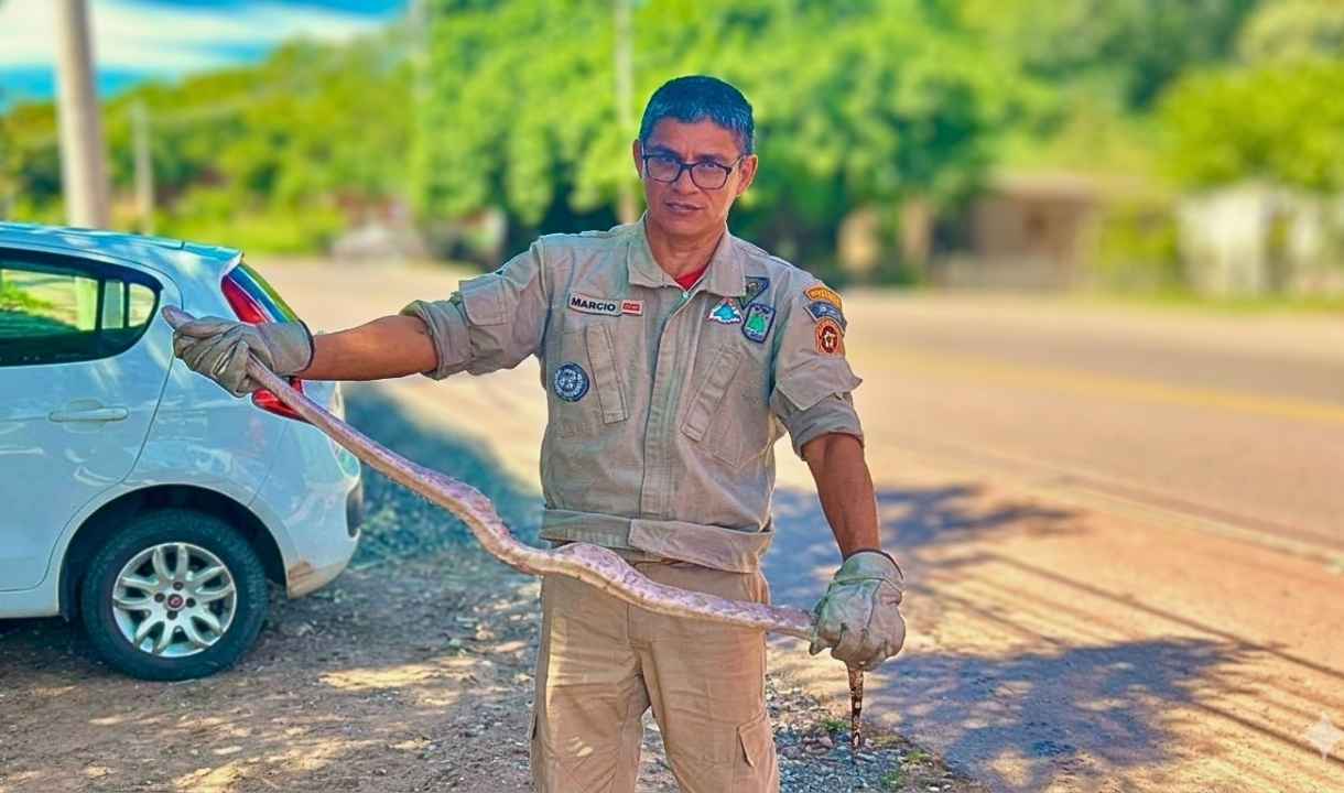 captura serpente jiboia capturada Corumbá