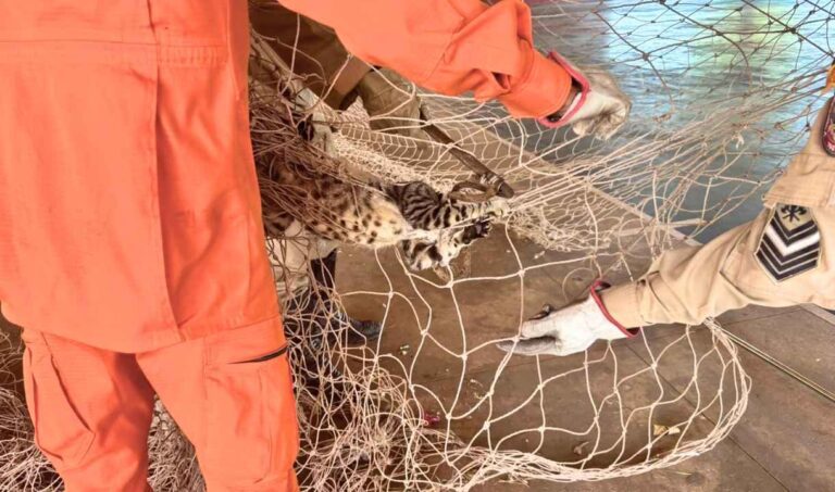 Bombeiros resgatam gato preso em rede no poliesportivo Nação Guatós