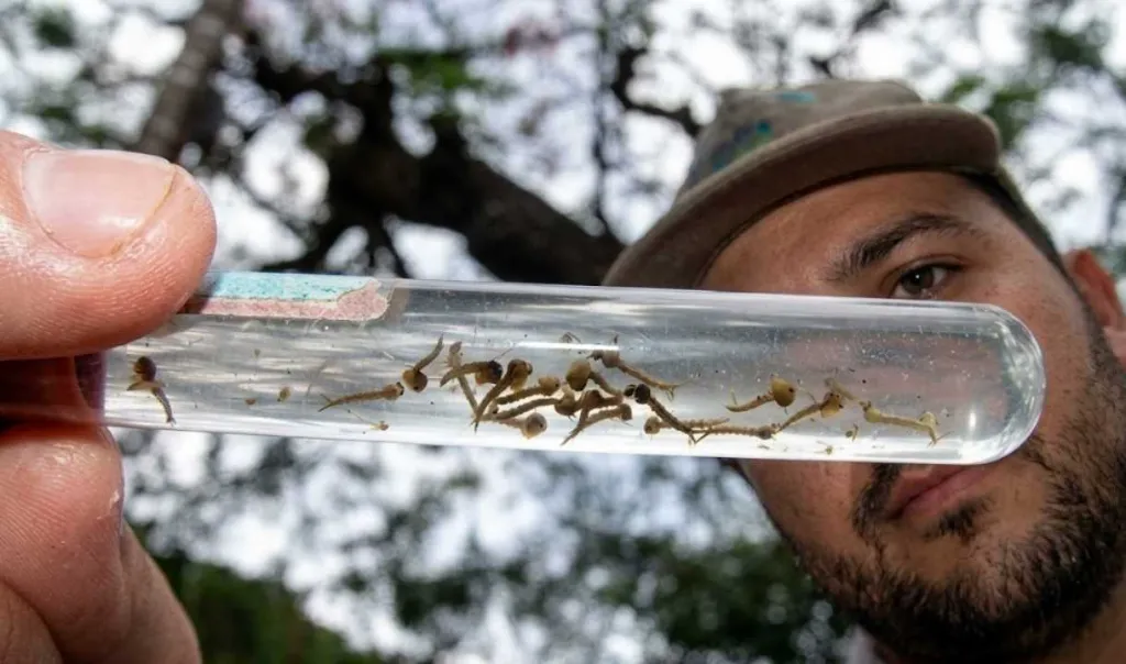 Dourados registra 6ª morte por chikungunya e amplia internações | Folha MS