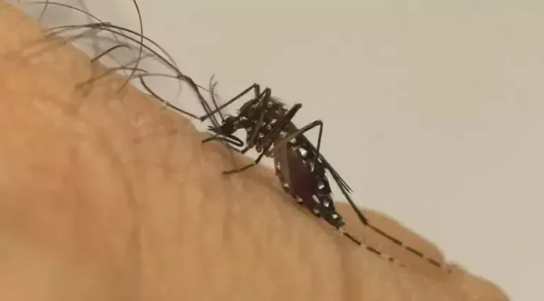 Representação da luta contra a dengue e chikungunya em Mato Grosso do Sul, com foco no Aedes Aegypti e vacinação.