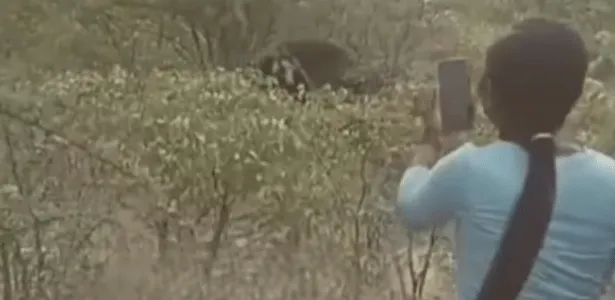 Elefante ferido na Namíbia, símbolo do conflito entre humanos e vida selvagem.