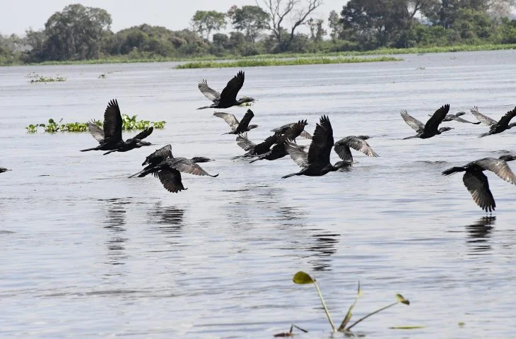 Pantanal é parada e reabastecimento para 190 espécies de aves migratórias