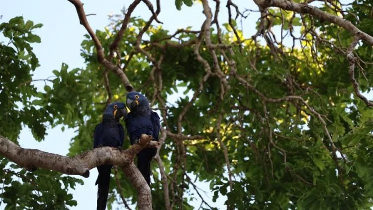 Segunda chamada do PSA Pantanal recebe inscrições até 6 de abril