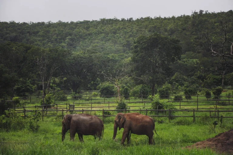 Refúgio em Mato Grosso recria habitat natural para elefantes resgatados de cativeiros
