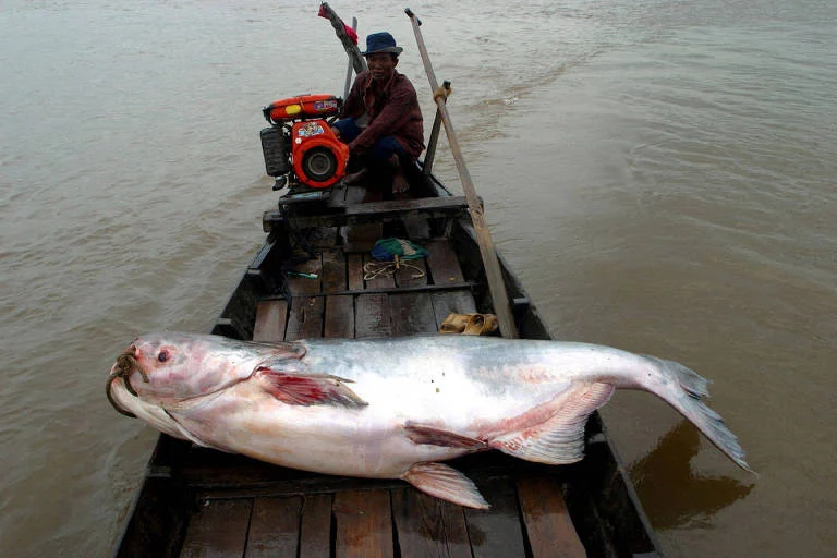 População de peixes migratórios de água doce sofre queda de 81% em cinco décadas