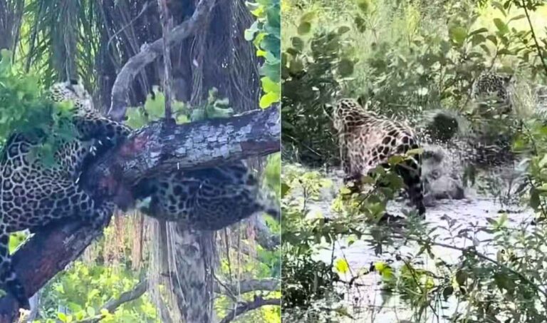 onças-pintadas, briga por alimento, Pantanal, vida selvagem, conservação, turismo ecológico, Onçafari
