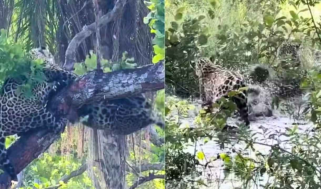 onças-pintadas, briga por alimento, Pantanal, vida selvagem, conservação, turismo ecológico, Onçafari