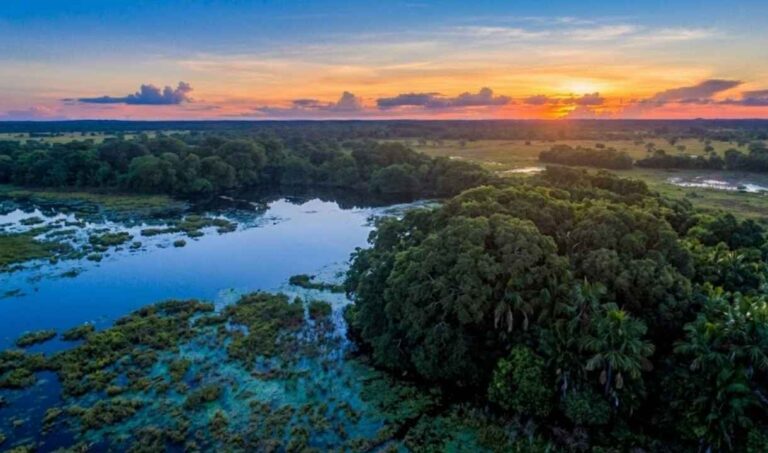 Pantanal tem maior queda proporcional no desmatamento do país em 2025