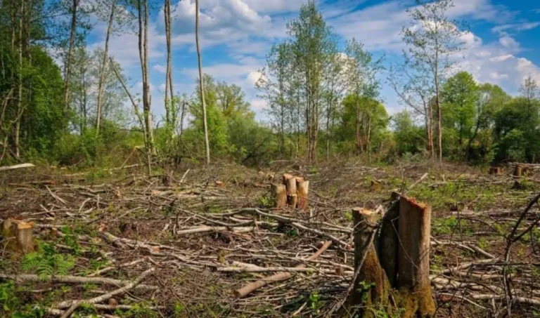 Pantanal registra alta de 45,5% no desmatamento, enquanto Amazônia tem queda