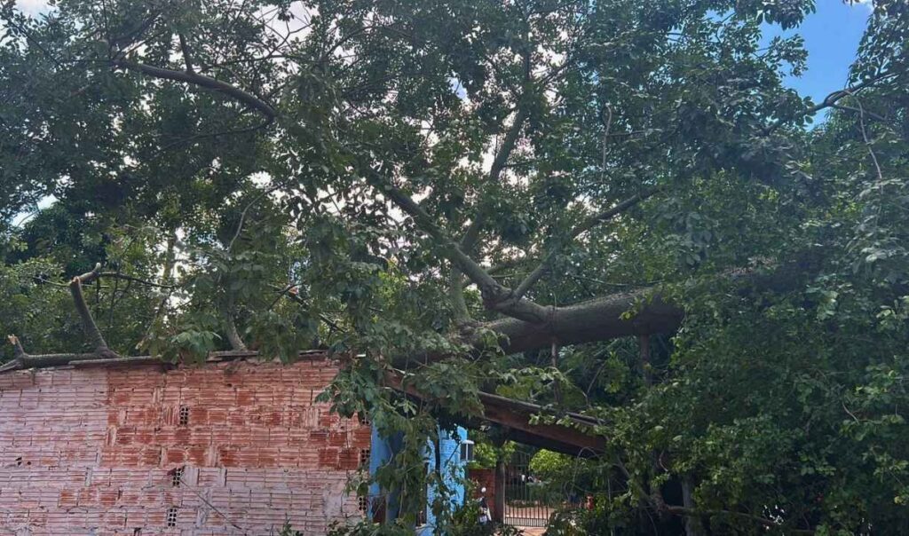 Árvore cai e destrói parte de casa no Cristo Redentor, em Corumbá 2 queda de arvore queda de árvore em Corumbá