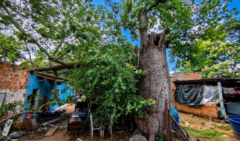 Árvore cai e destrói parte de casa no Cristo Redentor, em Corumbá