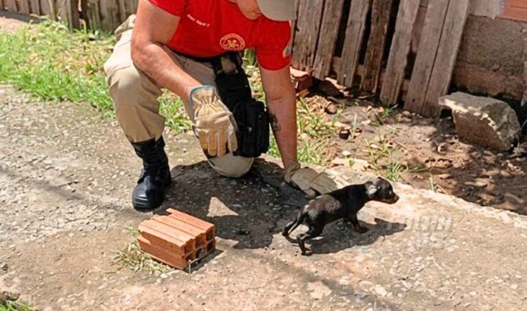 Bombeiros resgatam filhote de cachorro que caiu em fossa em Corumbá