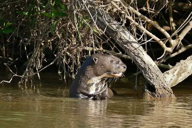 Ariranha, caboclinho-do-pantanal e pintado em seu habitat natural, simbolizando a proteção da fauna pantaneira.