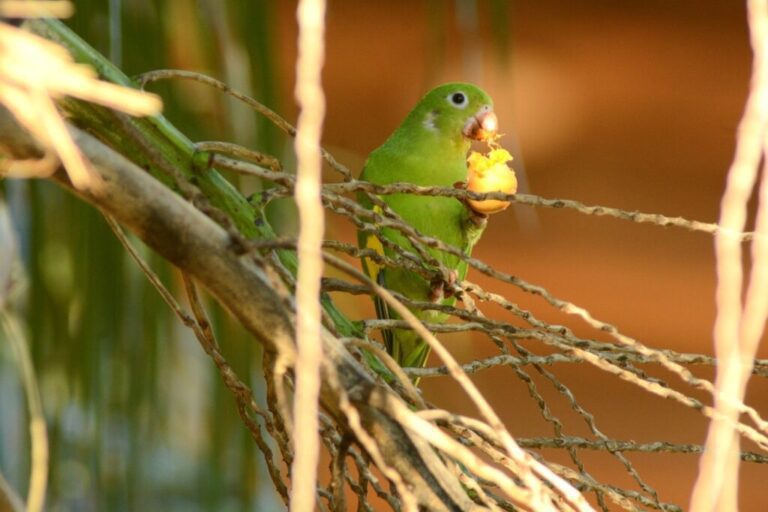 Campo Grande celebra três anos como Capital do Birdwatching