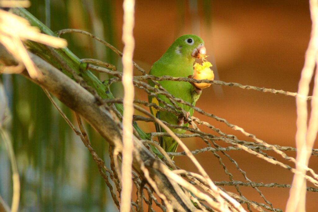 Campo Grande celebra três anos como Capital do Birdwatching