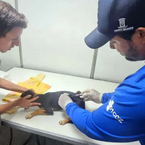 Morcego voando ao entardecer e pessoa vacinando um cão, representando prevenção da raiva em Campo Grande.