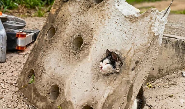 Bombeiros retiram filhote de gato preso em bueiro em creche