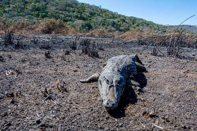 Imagem: Campo Grande News