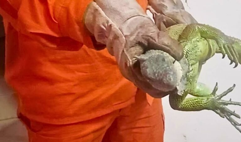 Bombeiros capturam Iguana dentro de museu no Porto Geral de Corumbá